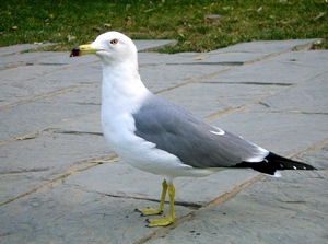 Цахлай (Харсүүлт цахлай)